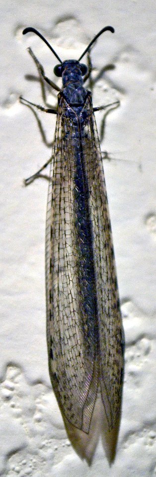 Antlion on wall