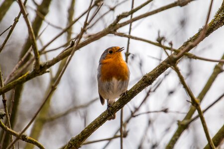 Small bird feather orange photo