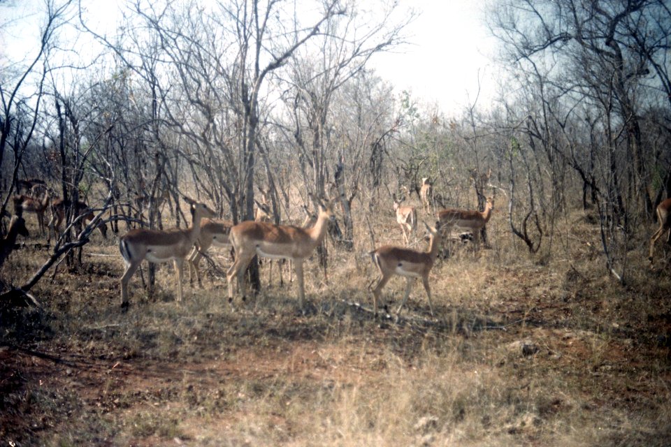 Antelopes at Kruger National Park