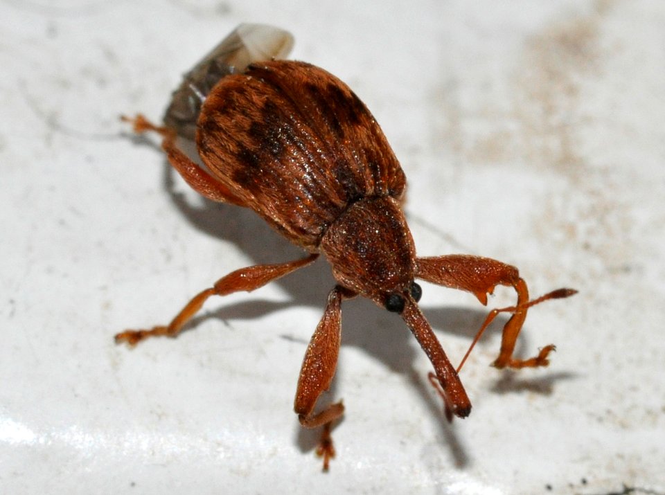 Anthonomus-rectirostris-06-fws
