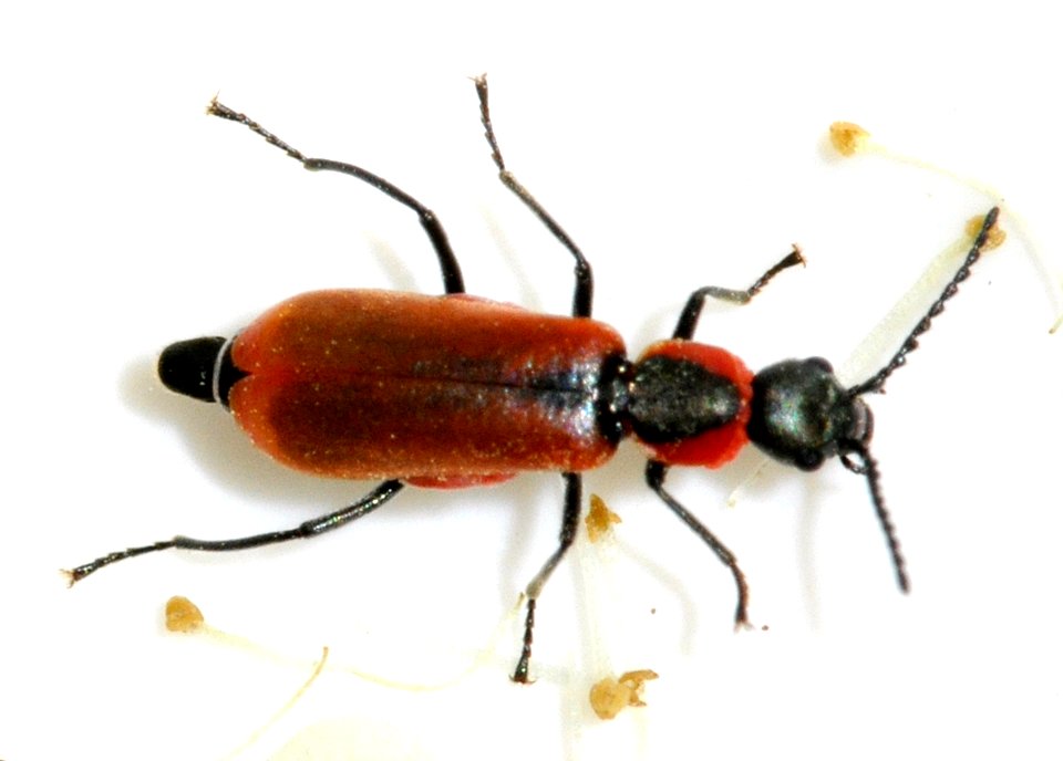 Anthocomus-rufus-14-fws