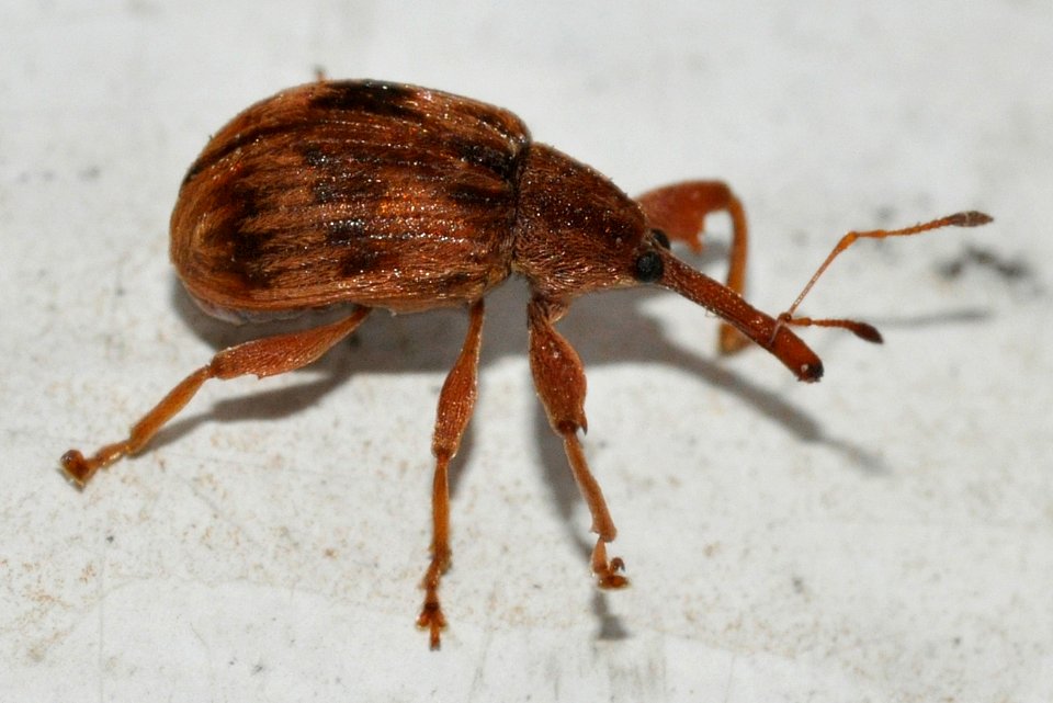Anthonomus-rectirostris-01-fws