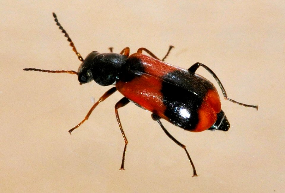 Anthocomus-equestris-04-fws