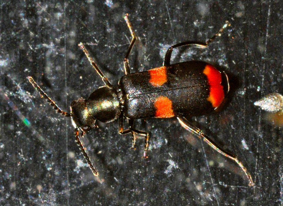 Anthocomus-fasciatus-05-fws