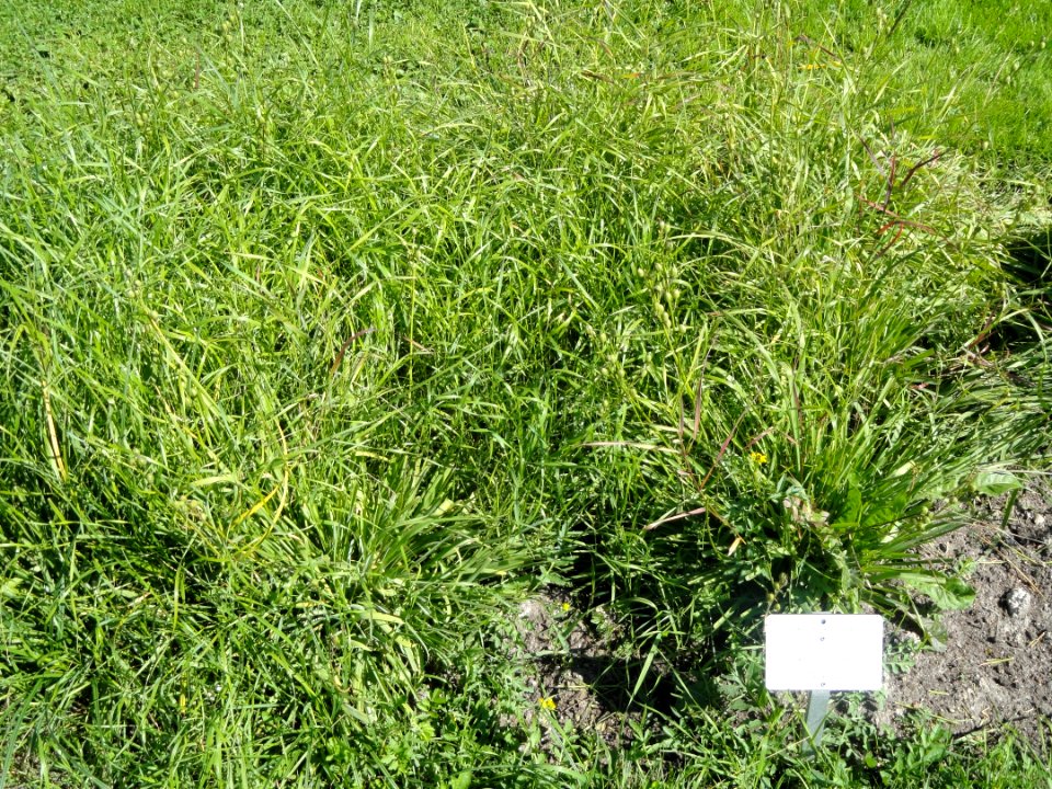 Anthericum liliago - Botanical Garden in Kaisaniemi, Helsinki - DSC03568