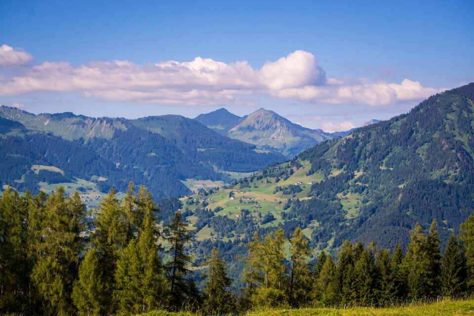 Forests trees mountains