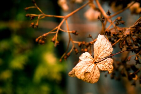 Stand by withered brown