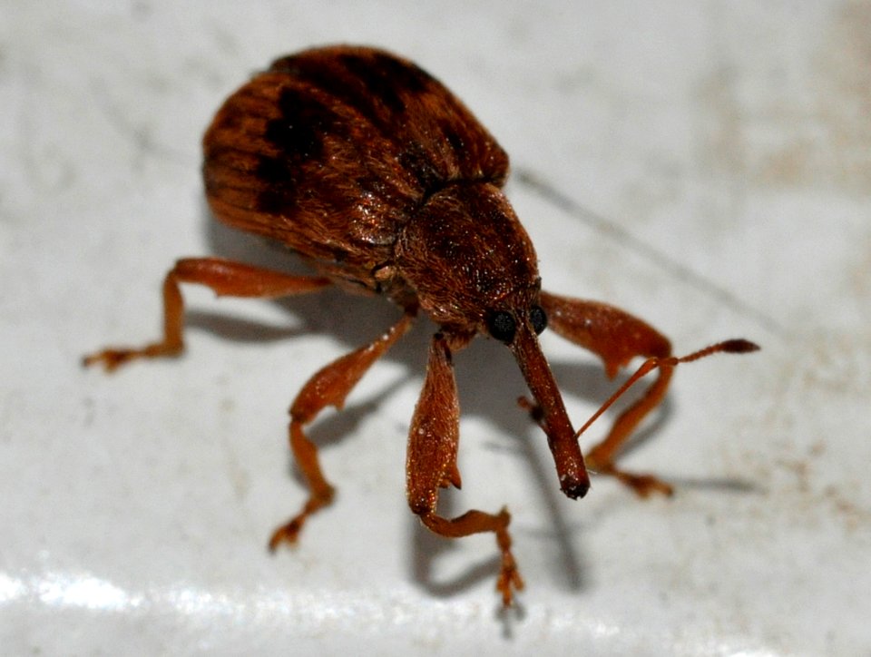 Anthonomus-rectirostris-04-fws