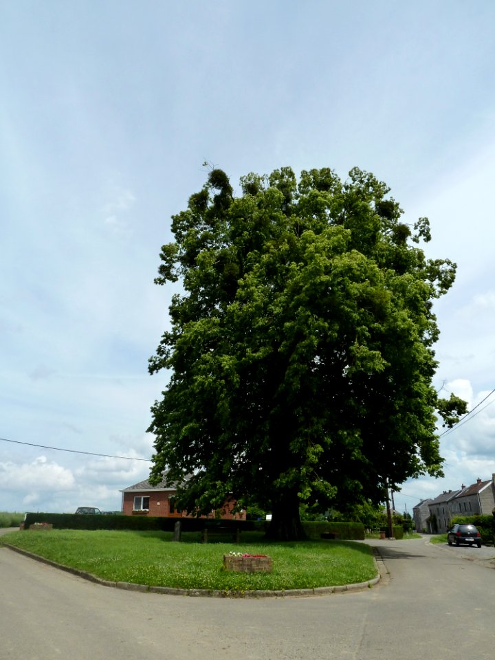 Anthisnes-tilleul des Floxhes (2)