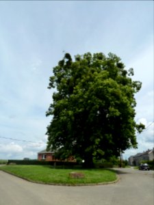 Anthisnes-tilleul des Floxhes (2)