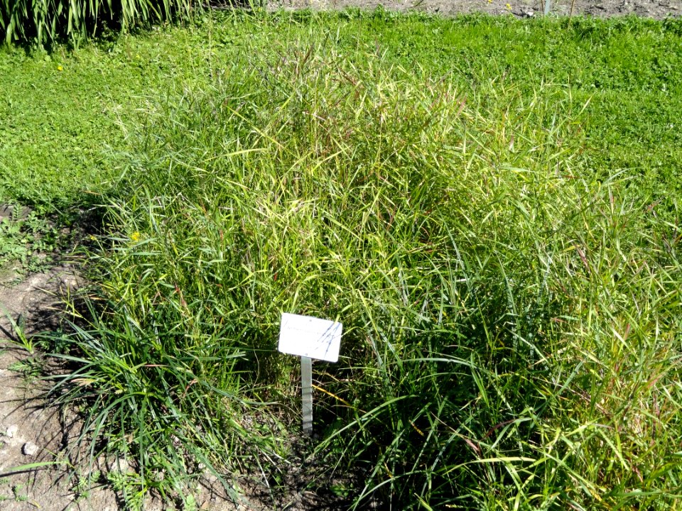 Anthericum ramosum - Botanical Garden in Kaisaniemi, Helsinki - DSC03567
