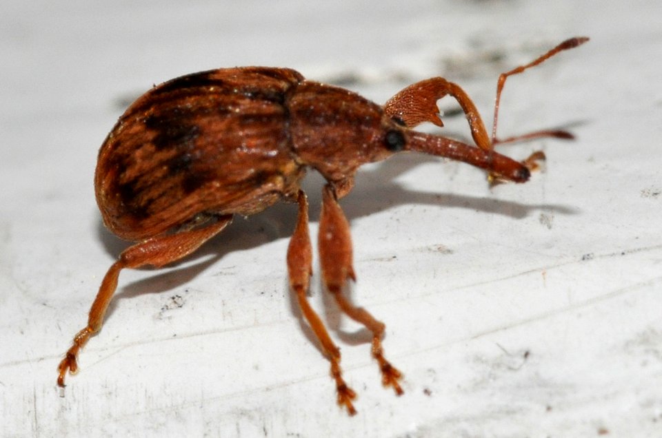 Anthonomus-rectirostris-03-fws