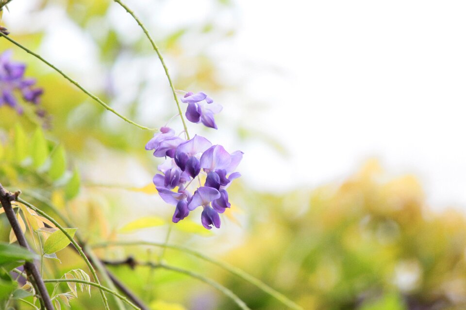 Flower wisteria spring