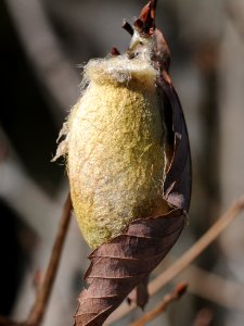 Antheraea yamamai(Pupa(casting off skin),Japan,2018.02.18)