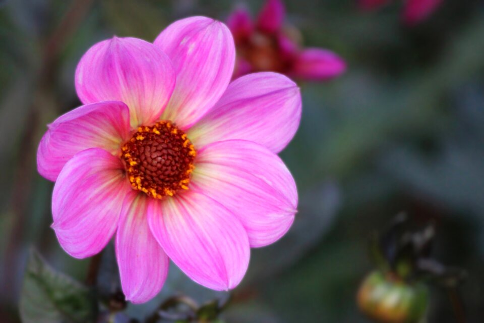 Flower garden plant dahlia garden