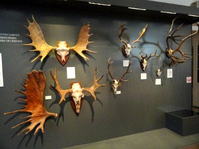 Antlers - Finnish Museum of Natural History - DSC04523