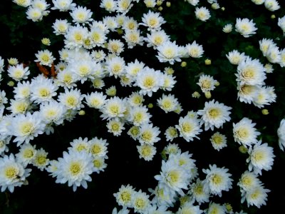 Anthemis maritima Jardin des Plantes de Paris 2