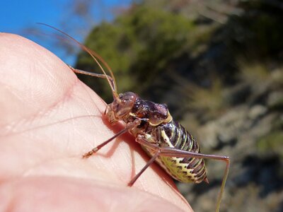 Lluciapomaresius panteli cricket somereta