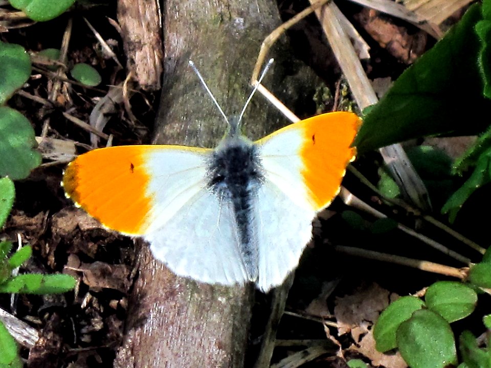 Anthocharis cardamines (Orange Tip), Arnhem, the Netherlands