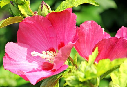 Garden stock rose flower blossom