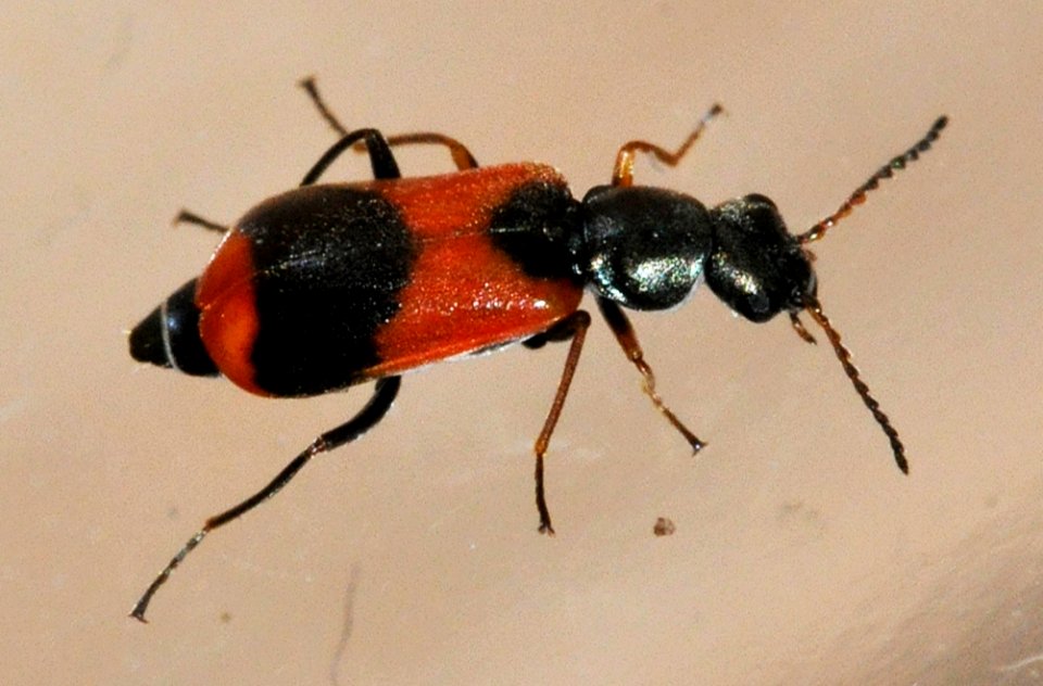 Anthocomus-equestris-06-fws