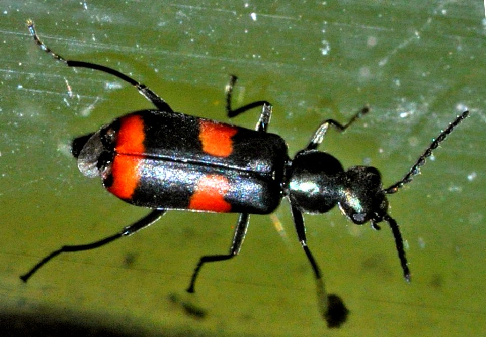Anthocomus-fasciatus-01-fws
