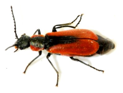 Anthocomus-rufus-02-fws