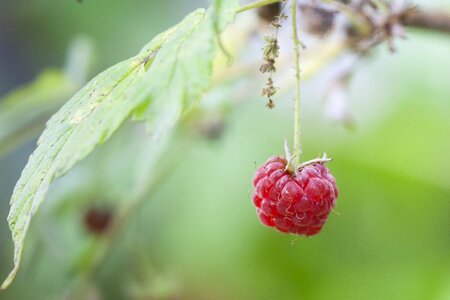 Berries sweet wild berry