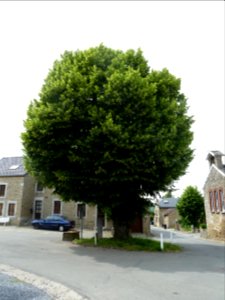 Anthisnes-Limont-Tilleul (4)