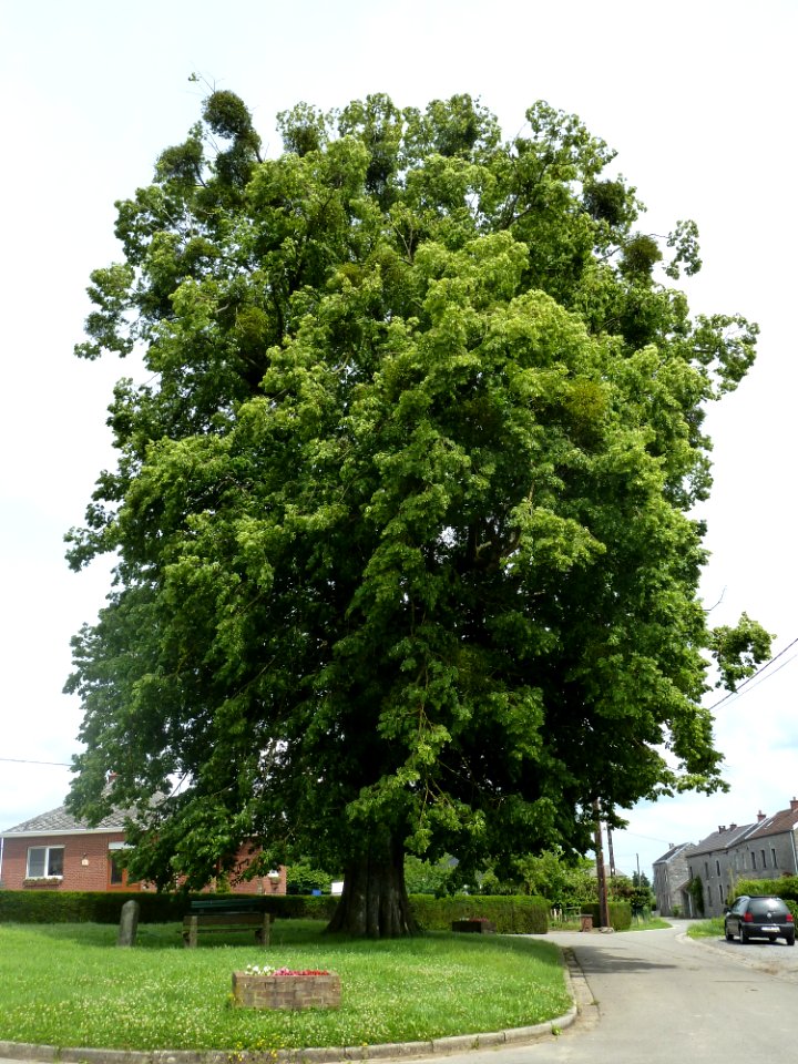 Anthisnes-tilleul des Floxhes (3)
