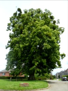 Anthisnes-tilleul des Floxhes (3)
