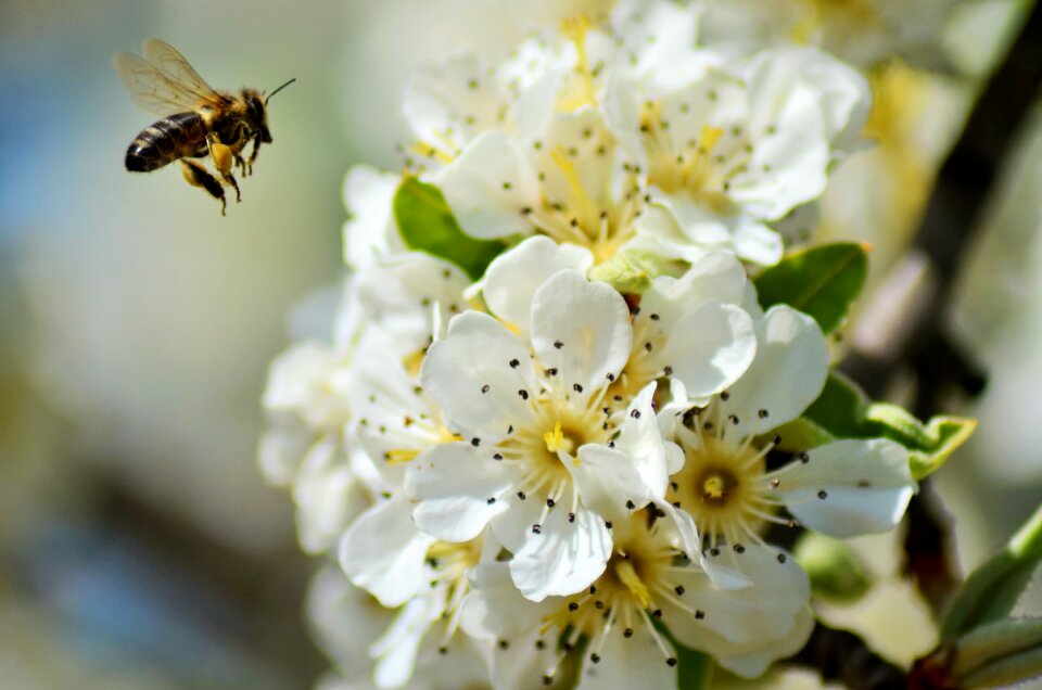 Nature cherry spring