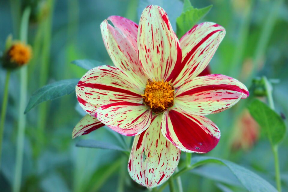 Flower garden plant dahlia garden