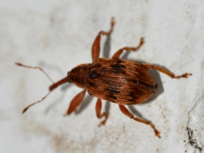 Anthonomus-rectirostris-07-fws