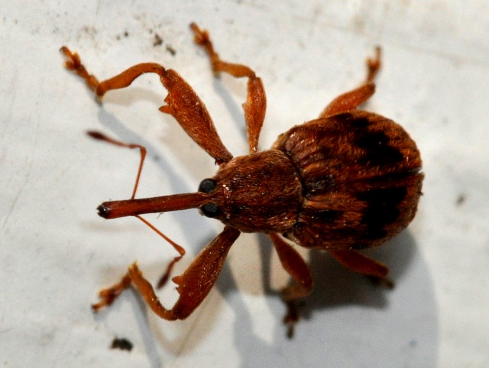 Anthonomus-rectirostris-02-fws