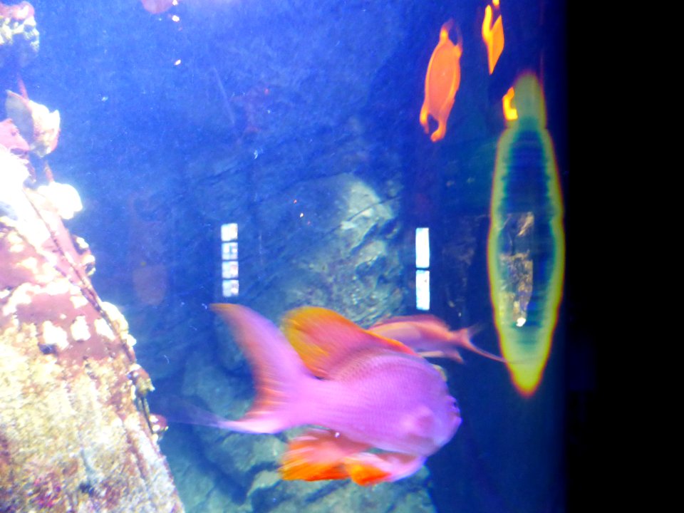 Anthias-anthias-4