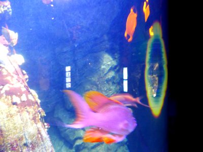 Anthias-anthias-4