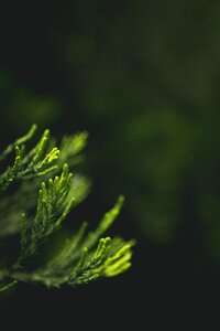 Close-up leaves macro