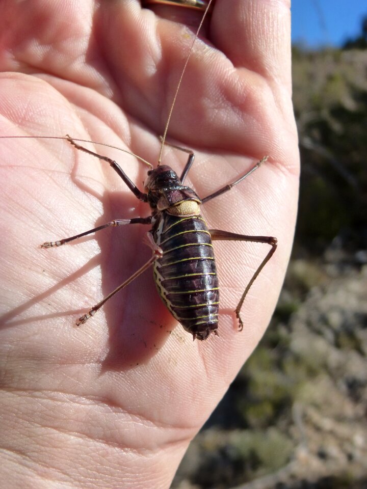 Lluciapomaresius panteli cricket somereta