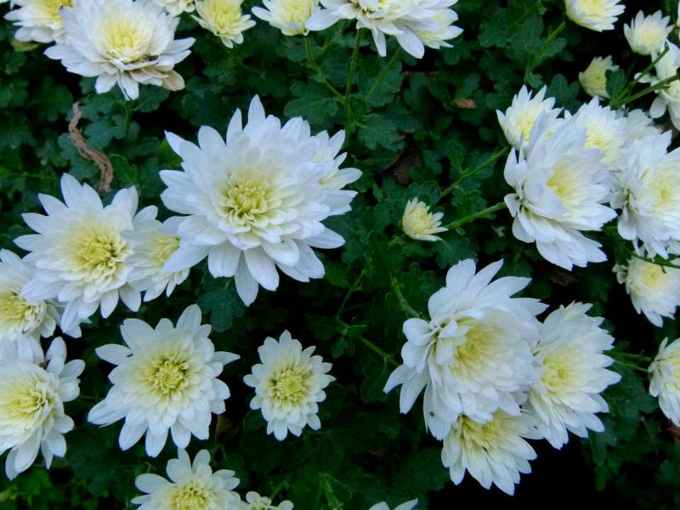 Anthemis maritima Jardin des Plantes de Paris 3