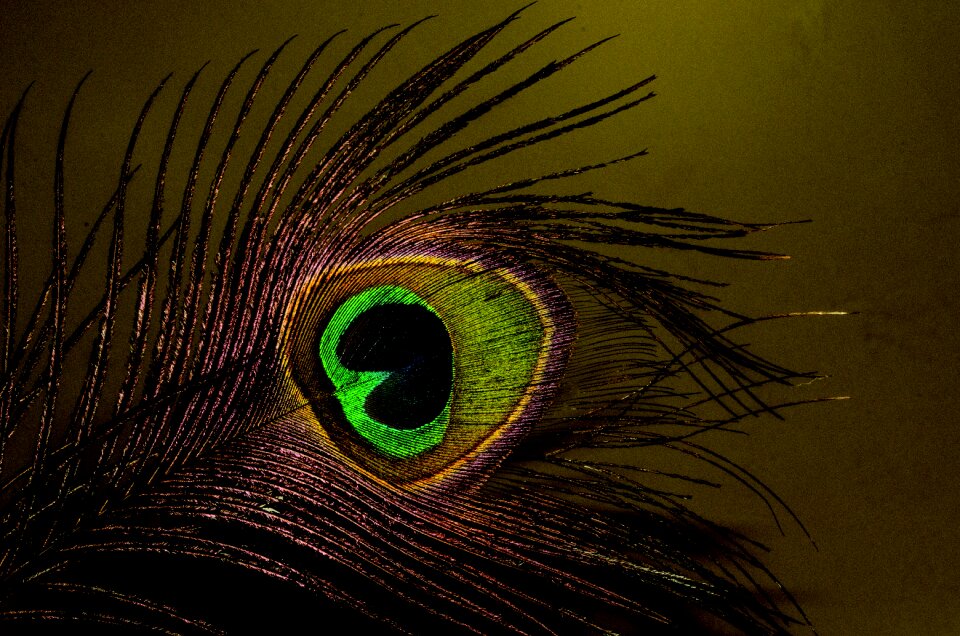 Peacock dark feather