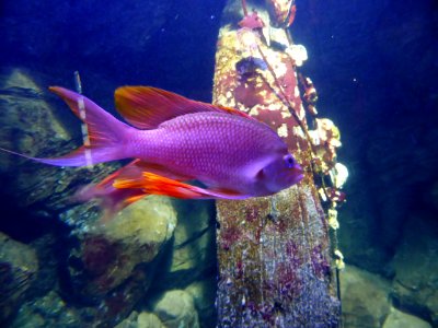 Anthias-anthias-1