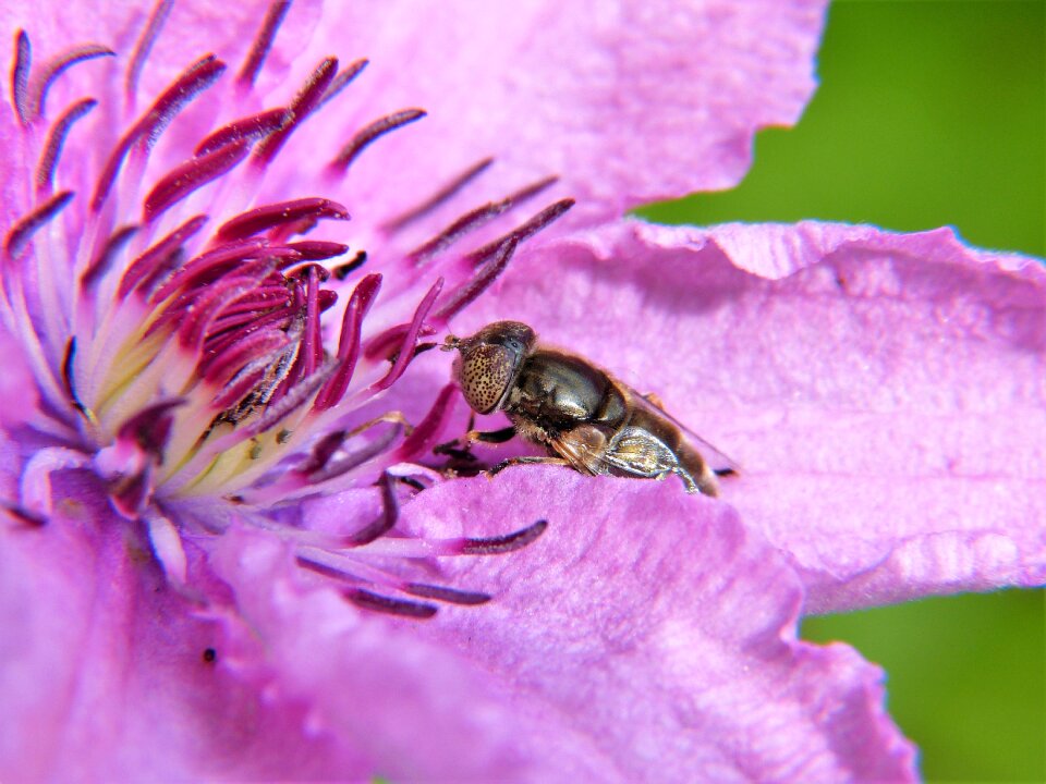 Close up violet purple