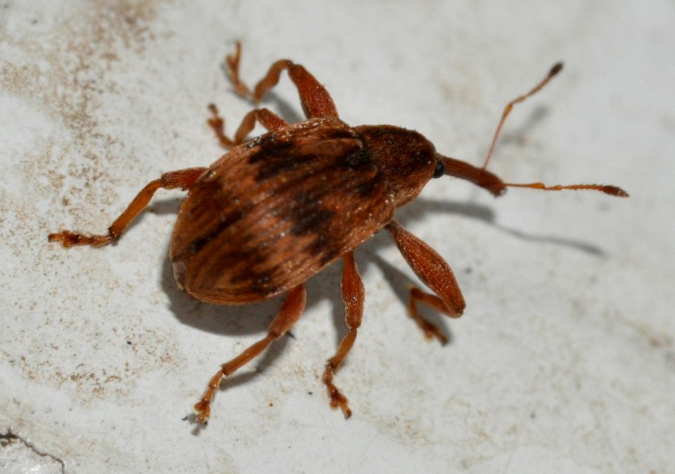 Anthonomus-rectirostris-08-fws