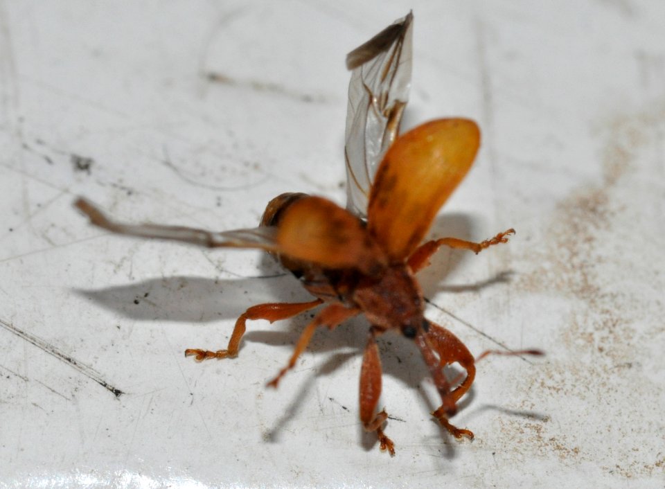 Anthonomus-rectirostris-05-fws