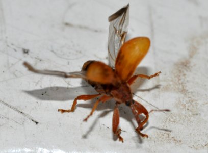 Anthonomus-rectirostris-05-fws