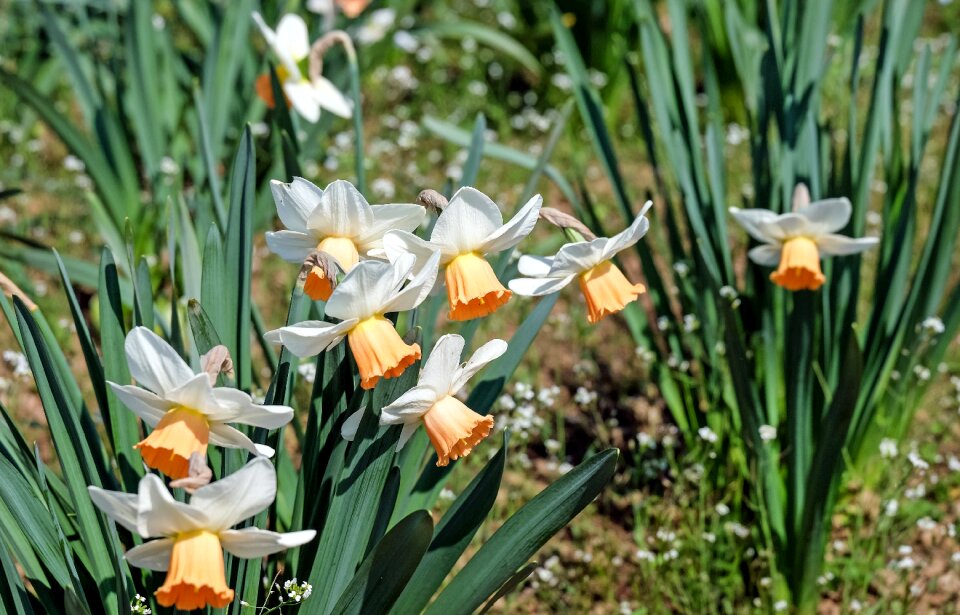 Bright spring nature