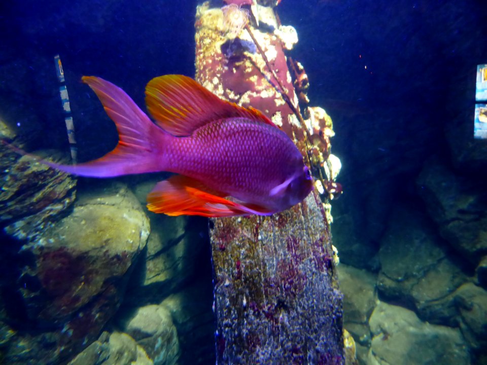 Anthias-anthias-2