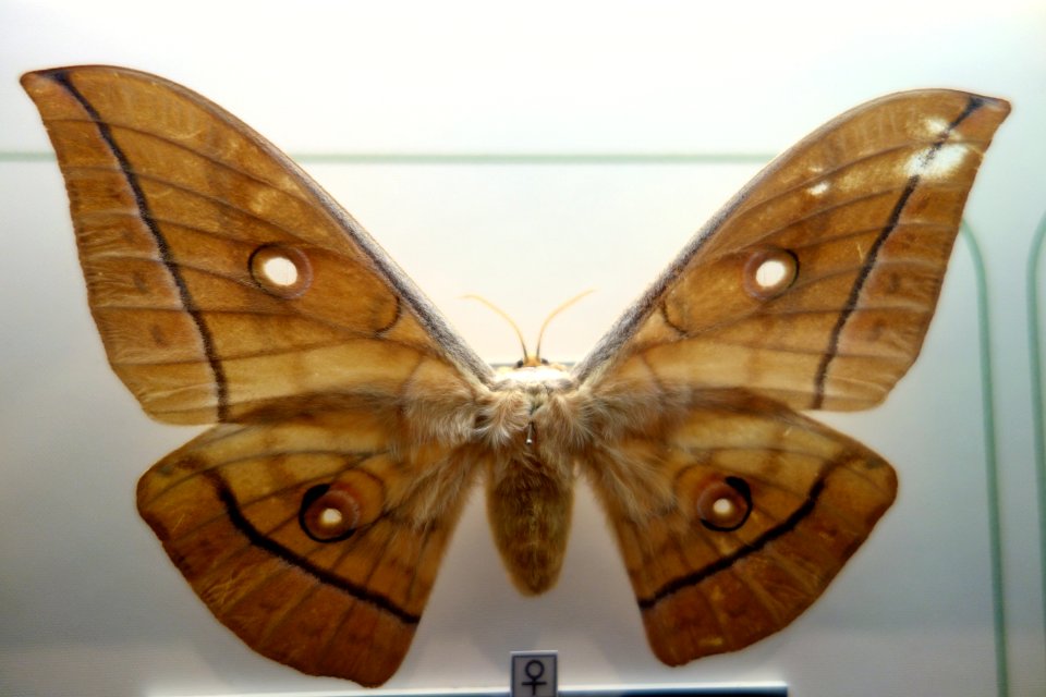 Antheraea yamamai - National Museum of Nature and Science, Tokyo - DSC07447