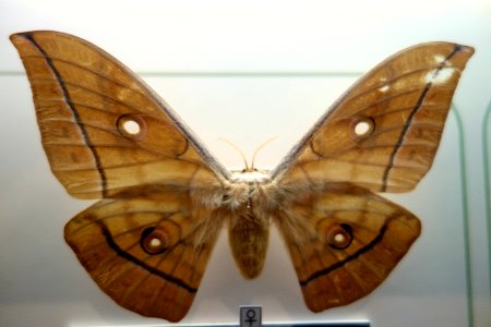 Antheraea yamamai - National Museum of Nature and Science, Tokyo - DSC07447 photo